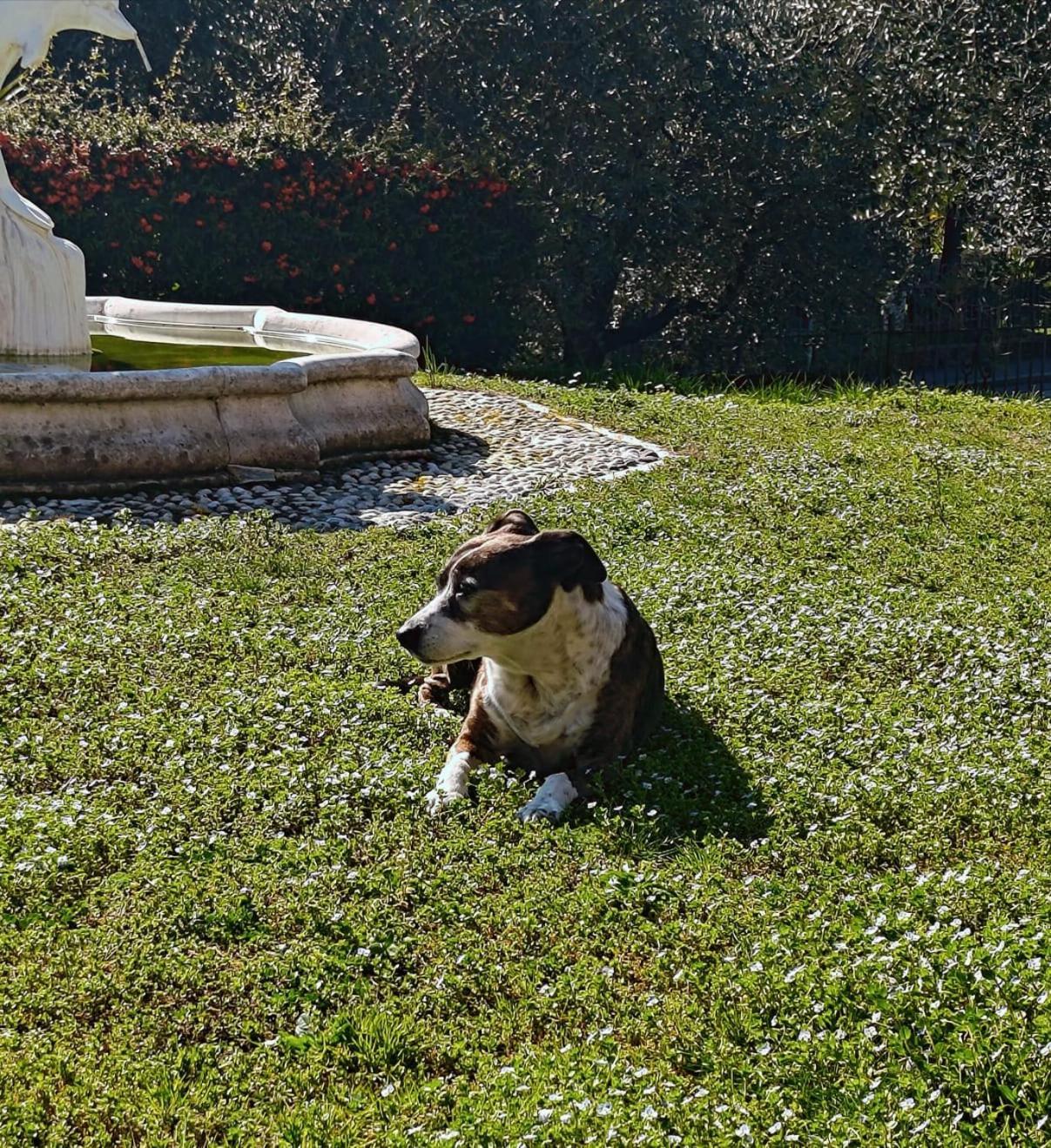 Apartamento Casa Silvia Padenghe sul Garda Exterior foto